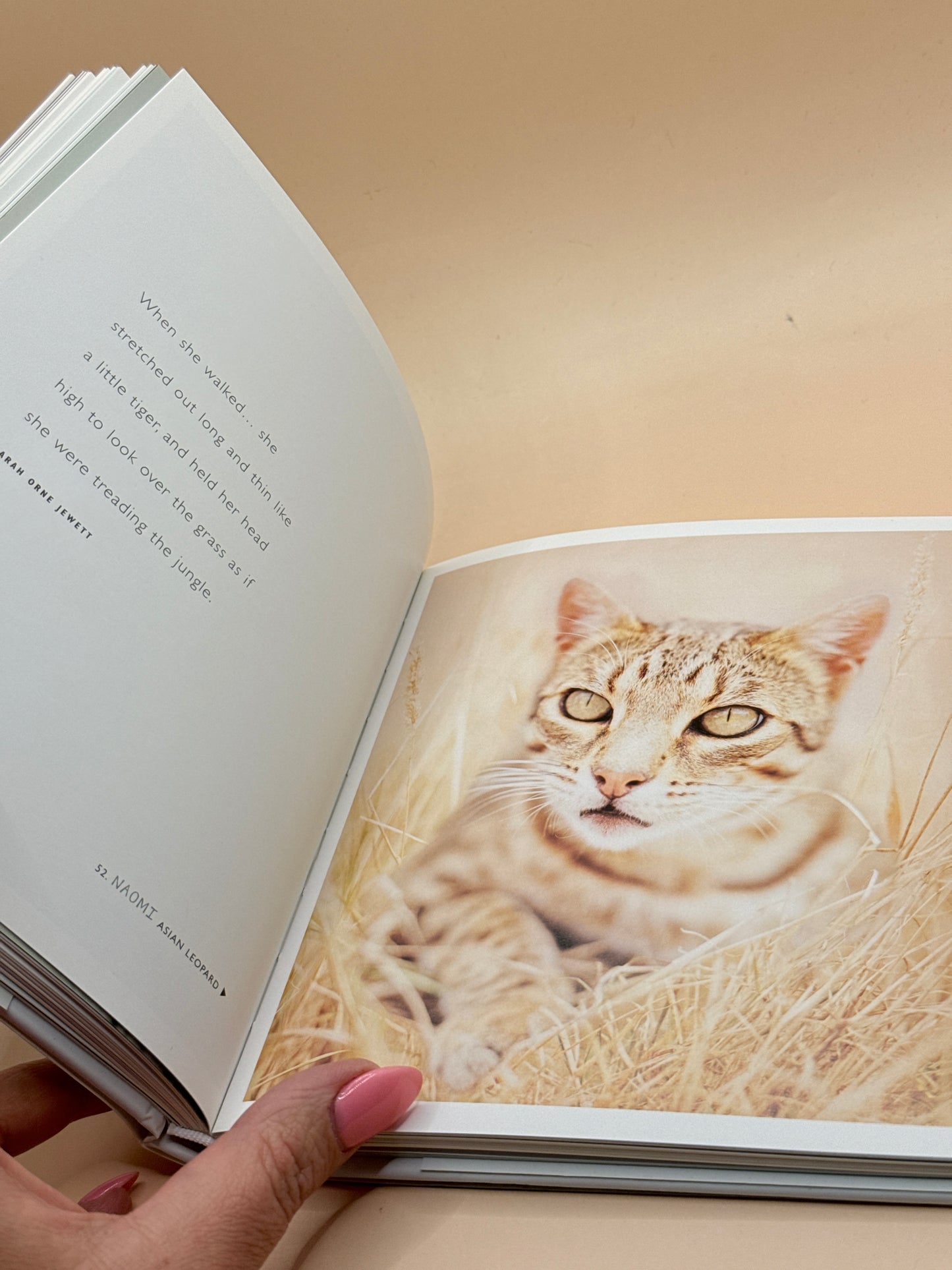 101 Cataclysms for the Love of Cats by Rachael Hale