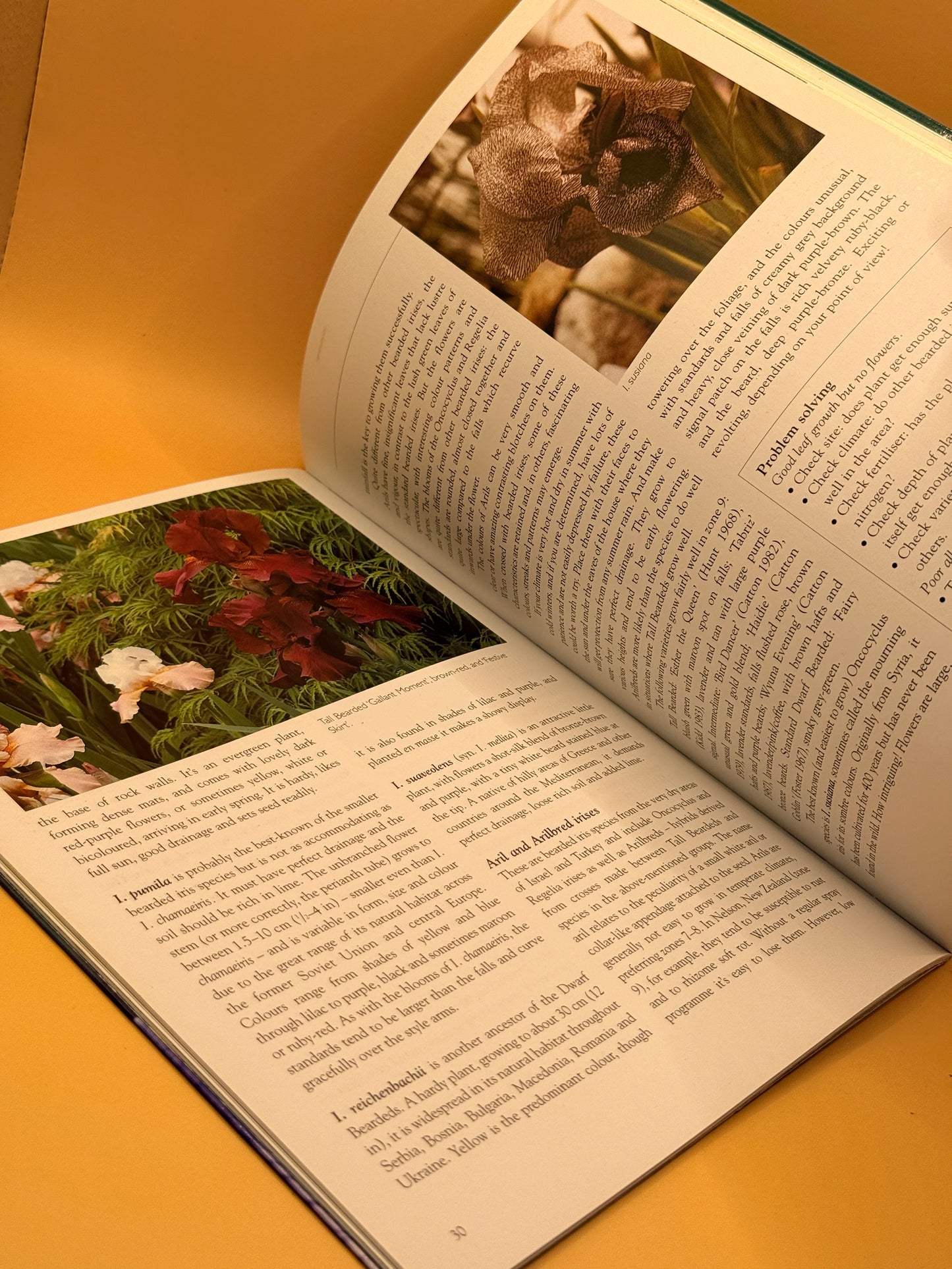 Irises: A New Zealand Gardener's Guide by Pamela McGeorge and Alison Nicoll
