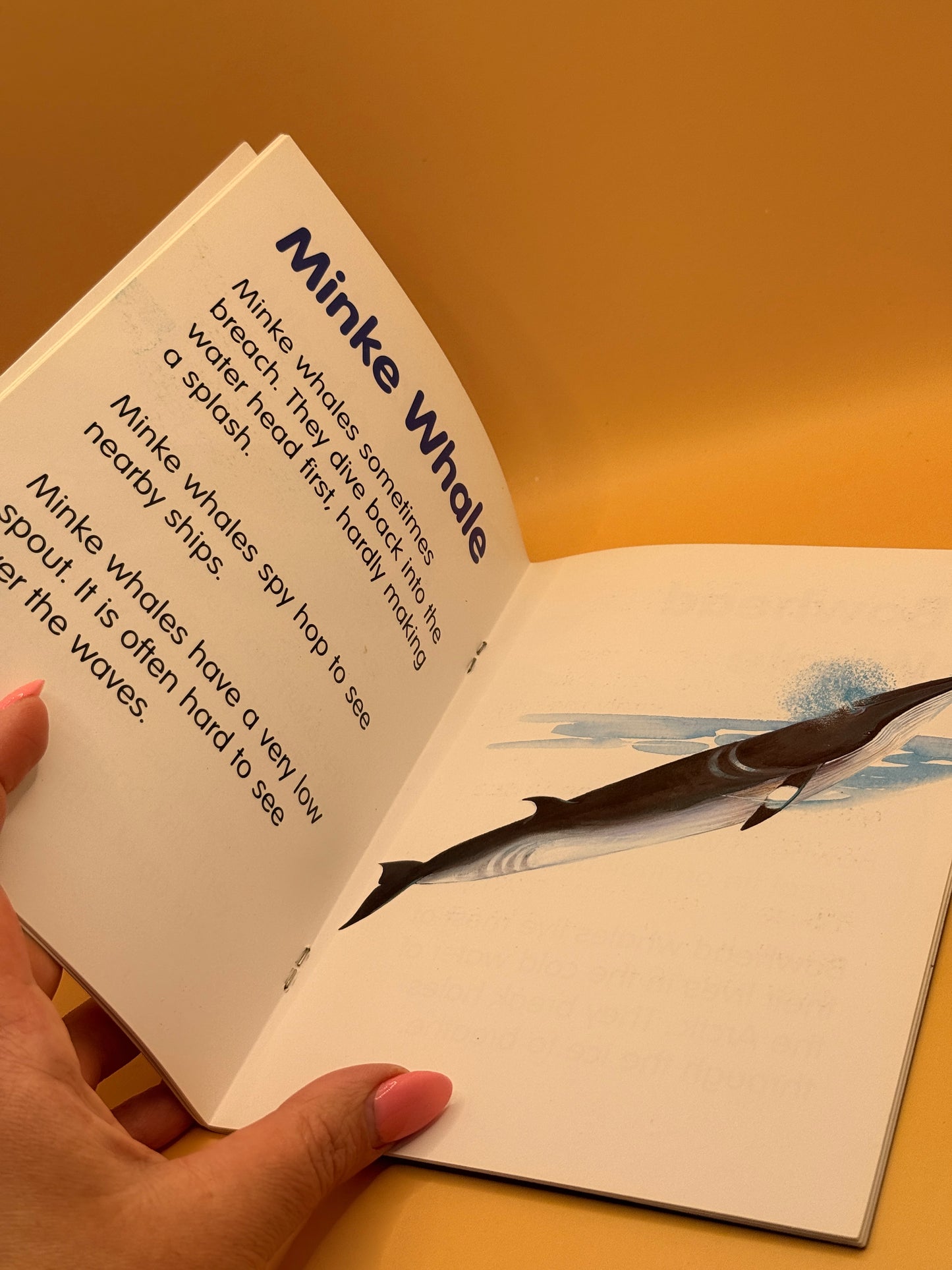 Flash Book WHALES by Reading Master