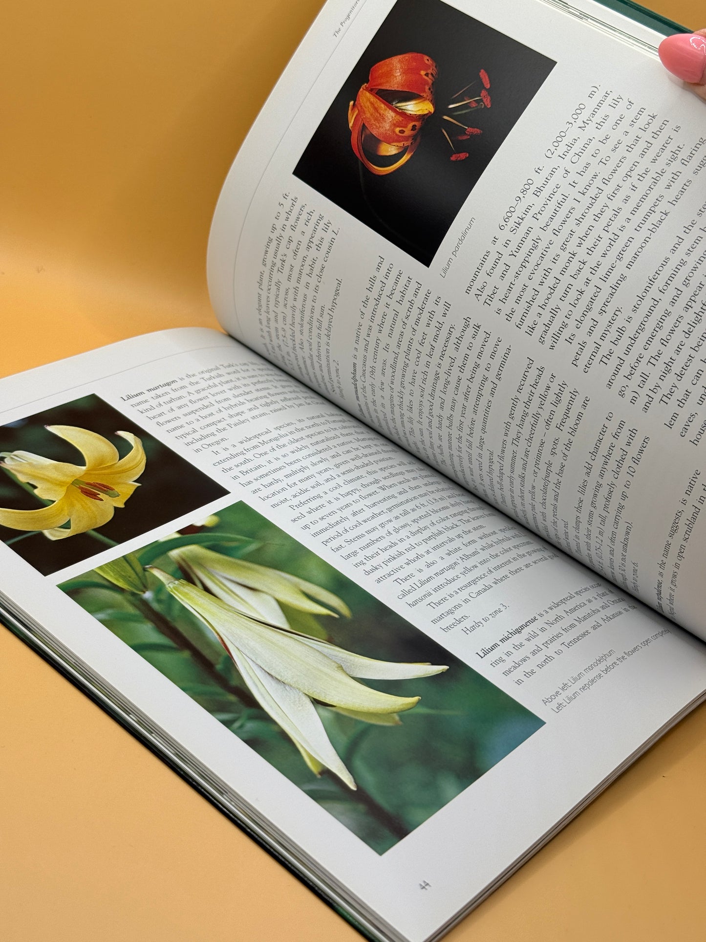 Lilies by Pamela McGeorge