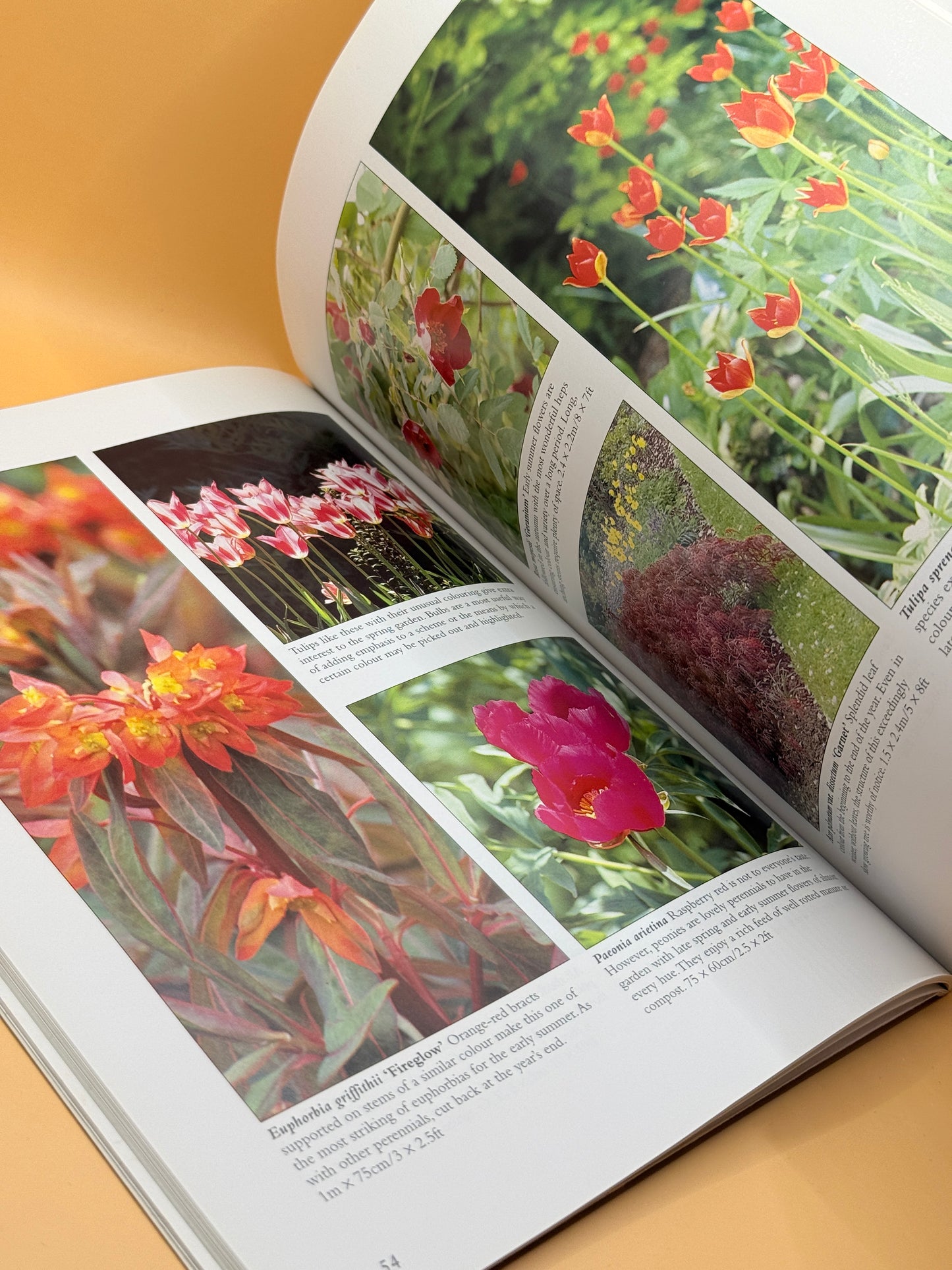 Gardening with Colour by Lance Hattatt