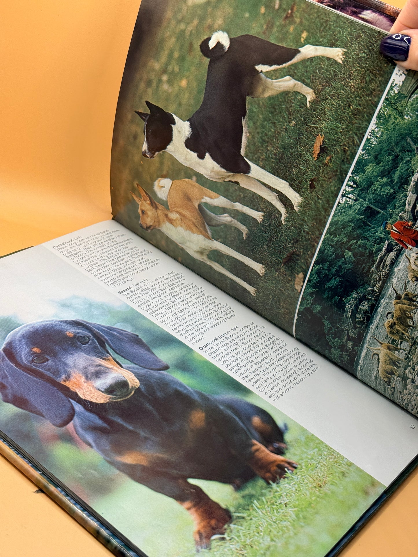 All Colour Book of Dogs by Wendy Boorer