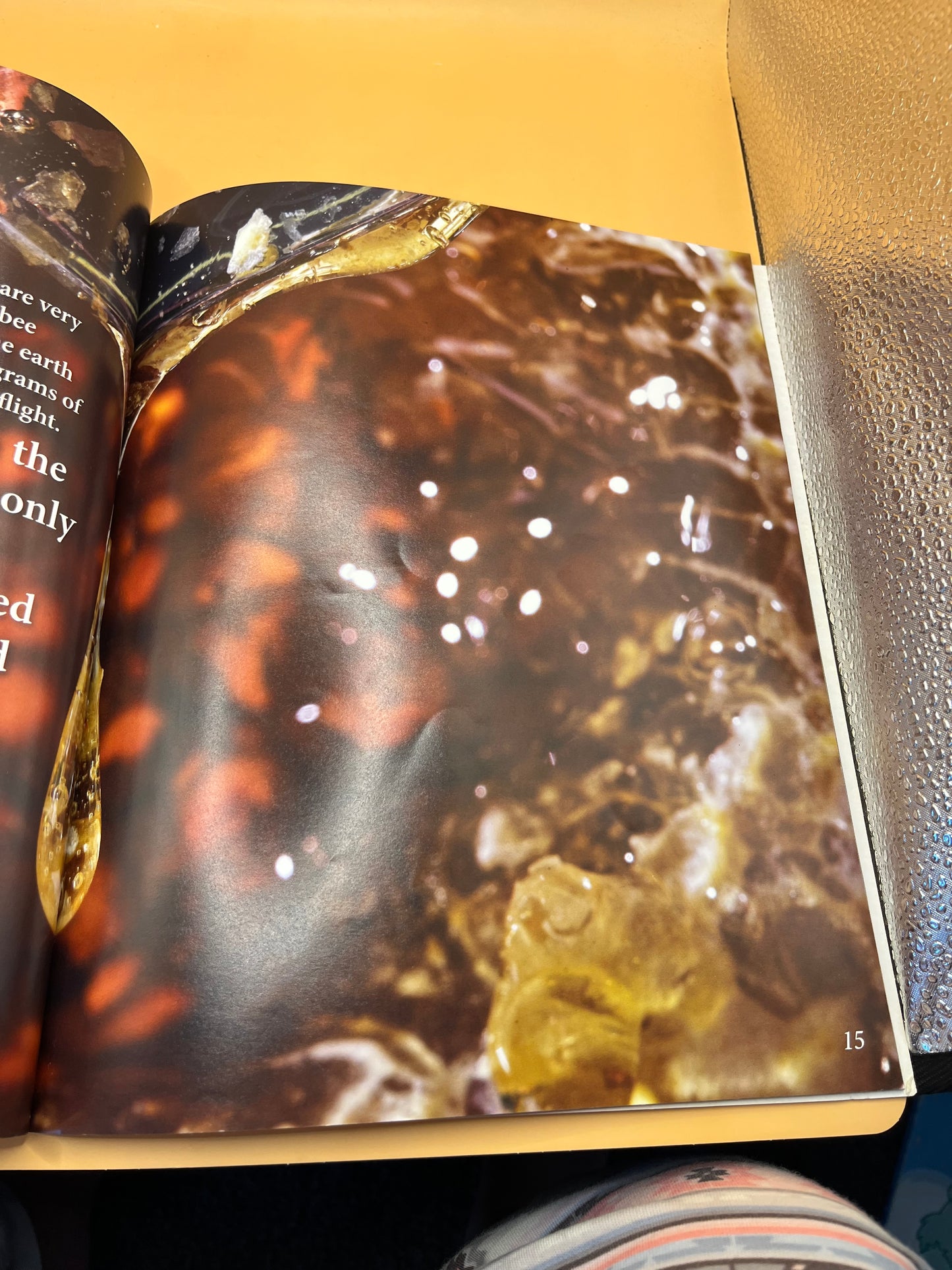Where Does Honey Come From? by Sue Bramwell