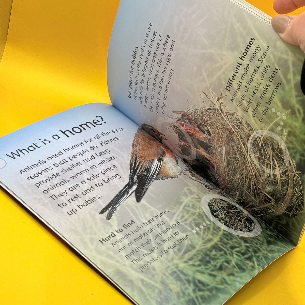 Discover Science: Animal Homes by Angela Wilkes