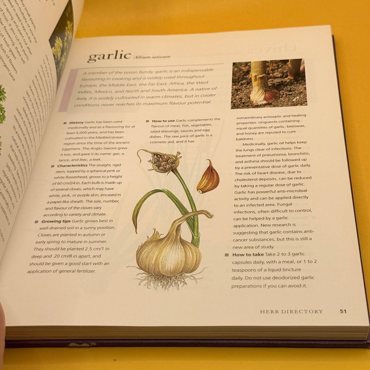 The New Herb Bible by Caroline Foley