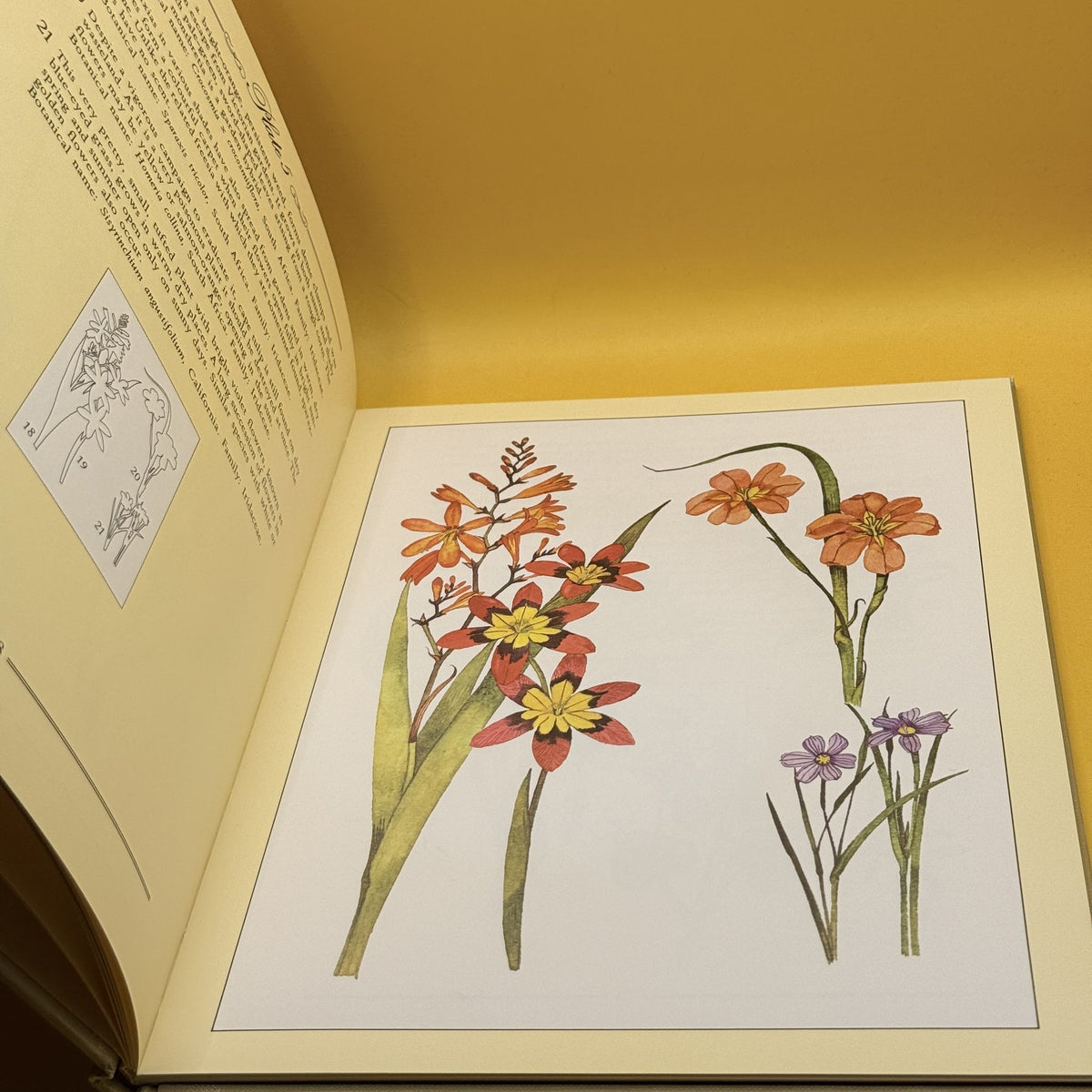 Wild Flowers in New Zealand by Nancy M. Adams 1980