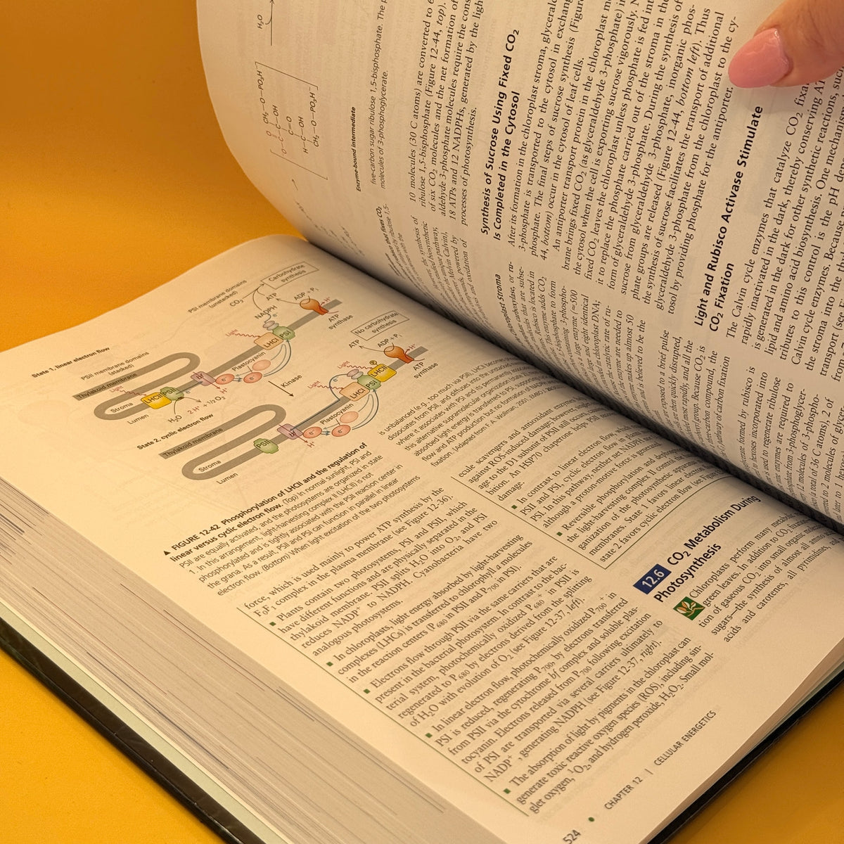 Molecular Cell Biology (Sixth Edition)