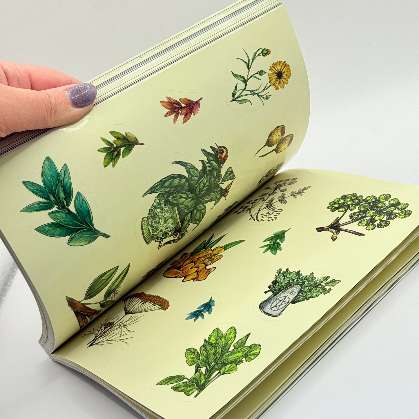 The Green Witch's Sticker Book by Arin Murphy-Hiscock