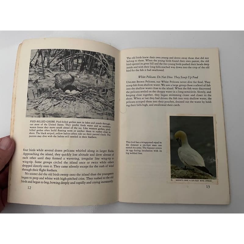 Vintage 1955 national audubon society nature program - water birds - print books book - condition: used - nature