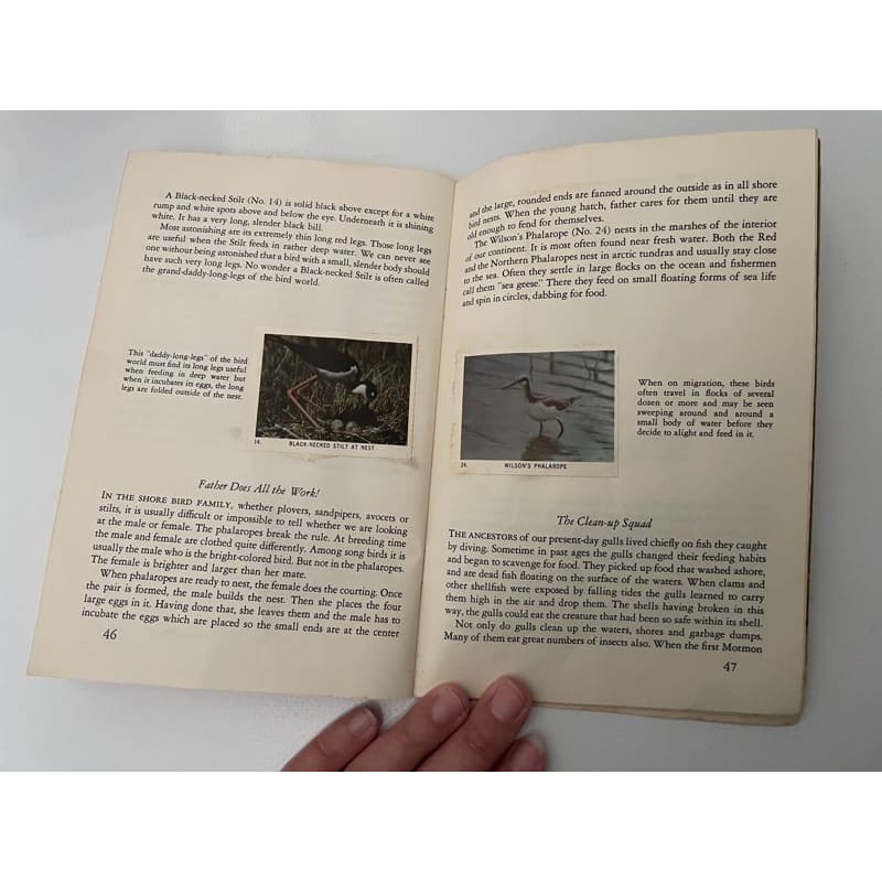 Vintage 1955 national audubon society nature program - water birds - print books book - condition: used - nature