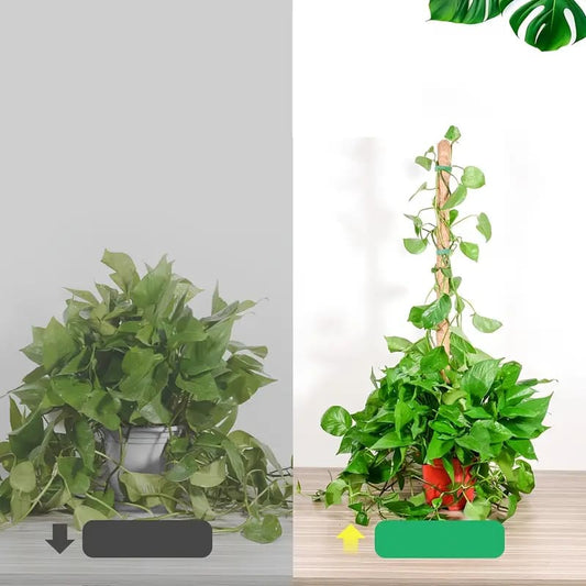 30cm plant pole - plant supports home&living materials