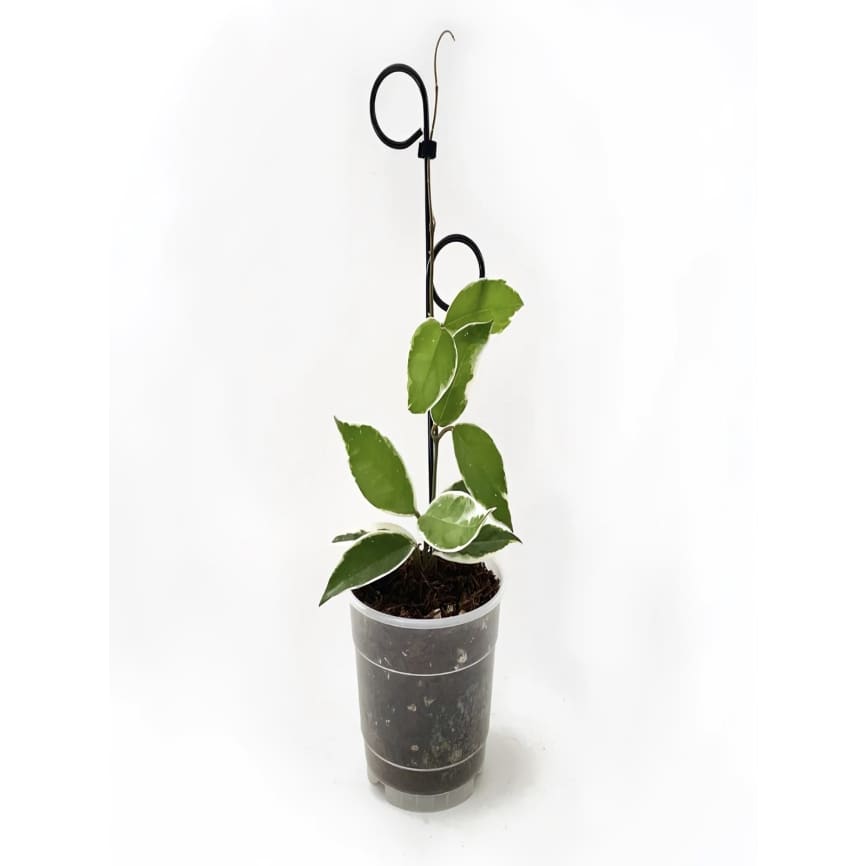 Botanopia perch indoor plant stake - black - plant supports home & living - miscellaneous - outdoor & garden - outdoor