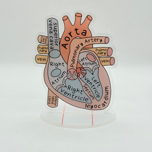 Acrylic Heart Diagram Desk Display