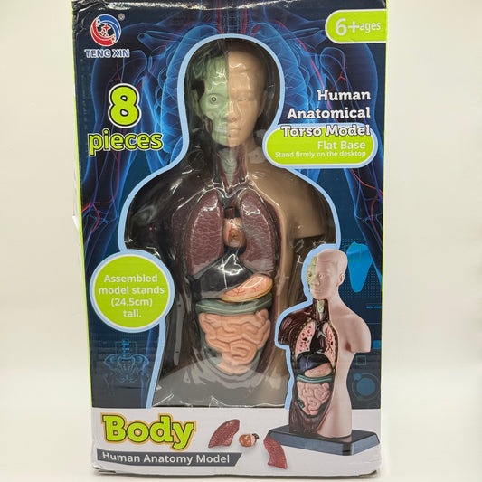 Human Torso Anatomy Model