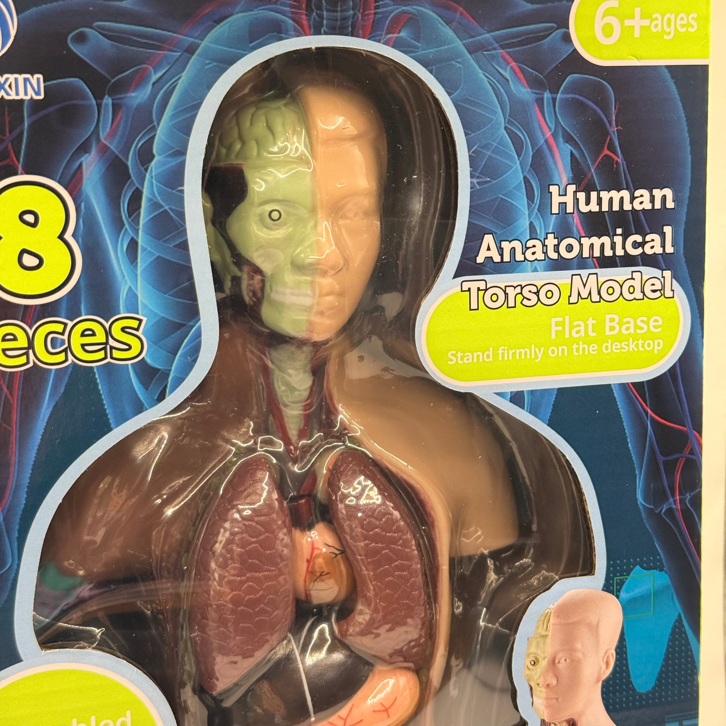 Human Torso Anatomy Model