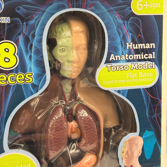 Human Torso Anatomy Model