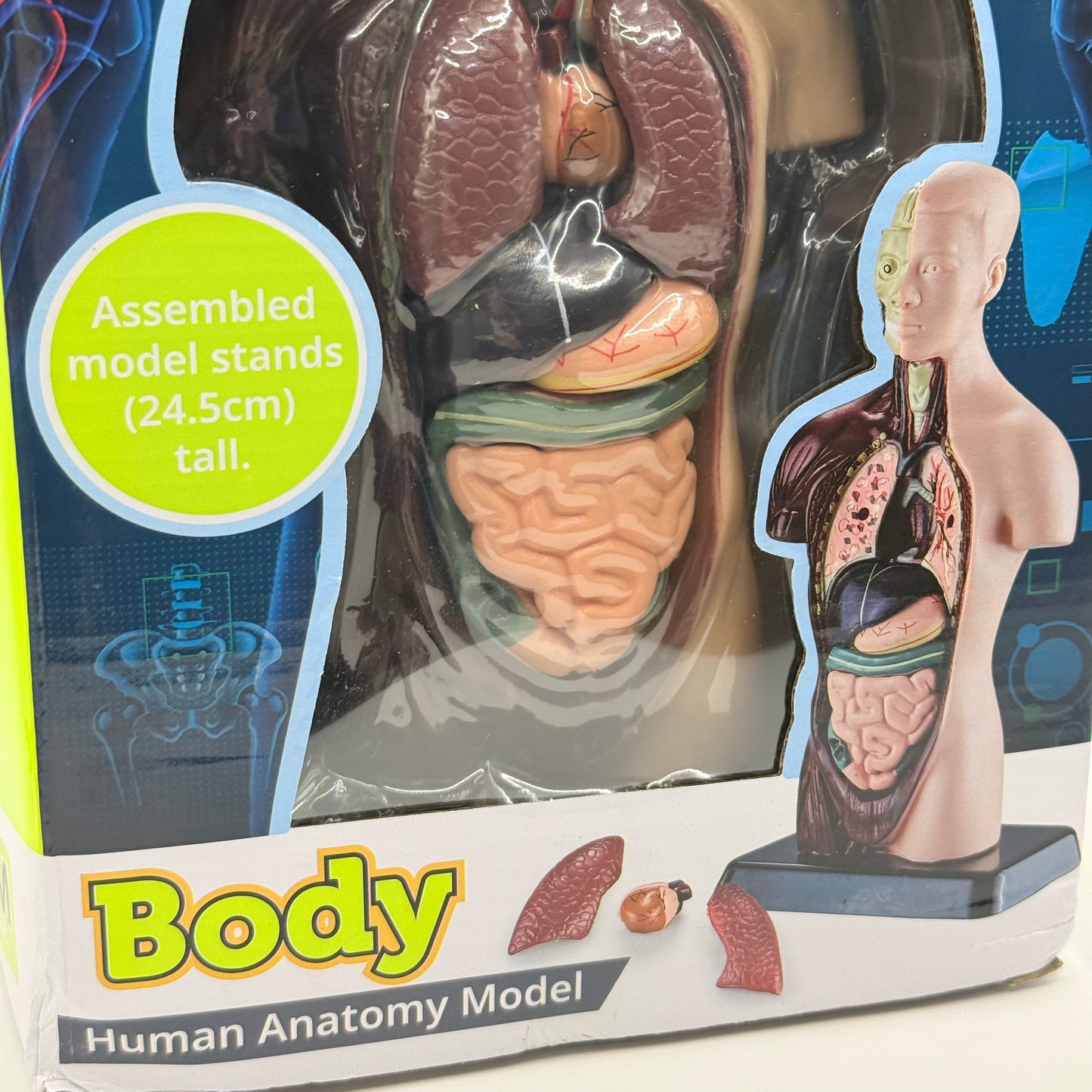 Human Torso Anatomy Model