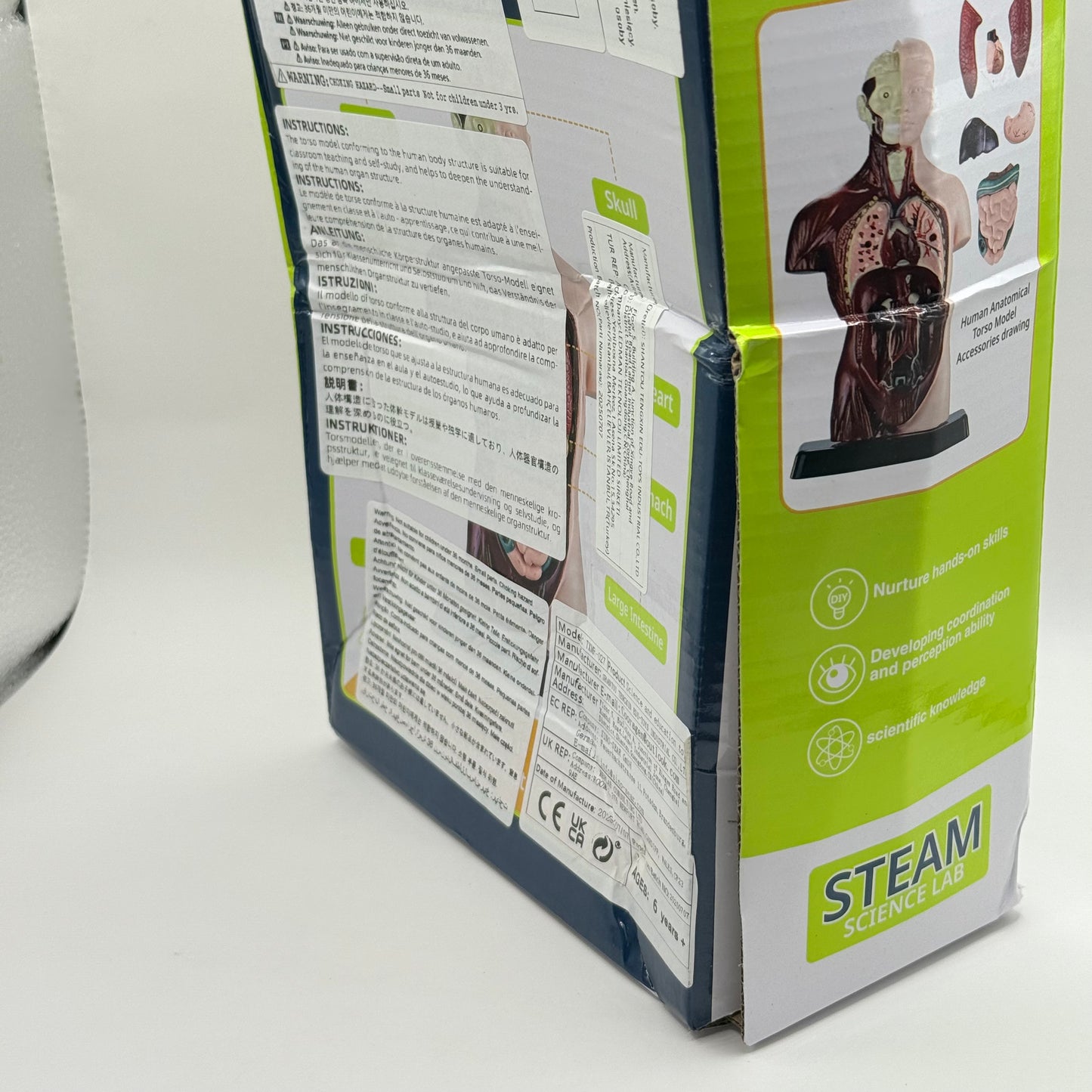 Human Torso Anatomy Model