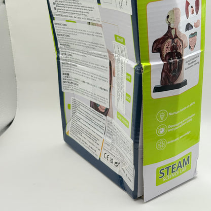 Human Torso Anatomy Model