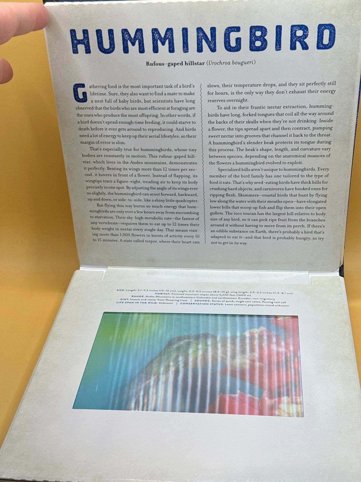 Birds: A Photicular Book by Dan Kainen & Mara Grunbaum