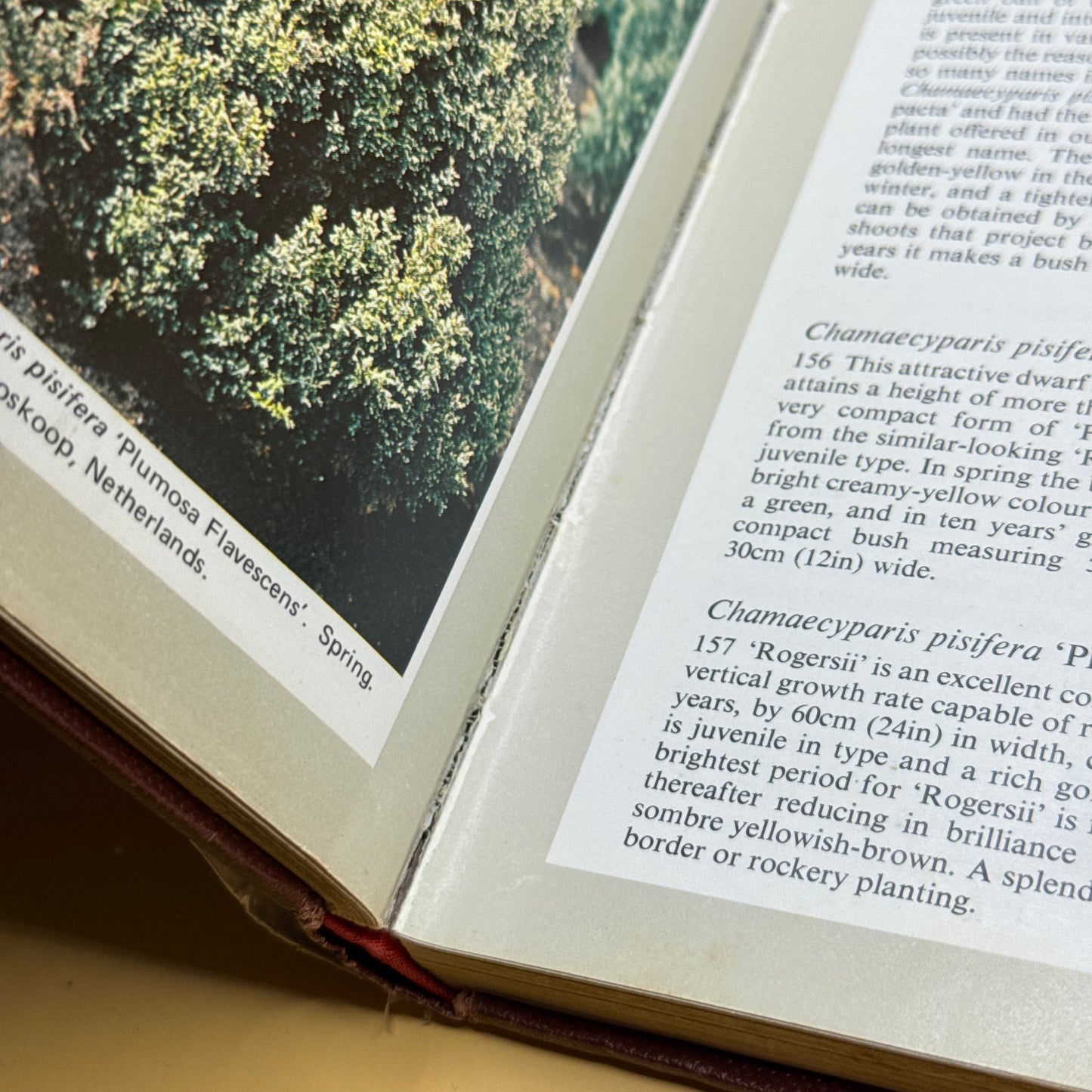 Ornamental Conifers by Charles R. Harrison