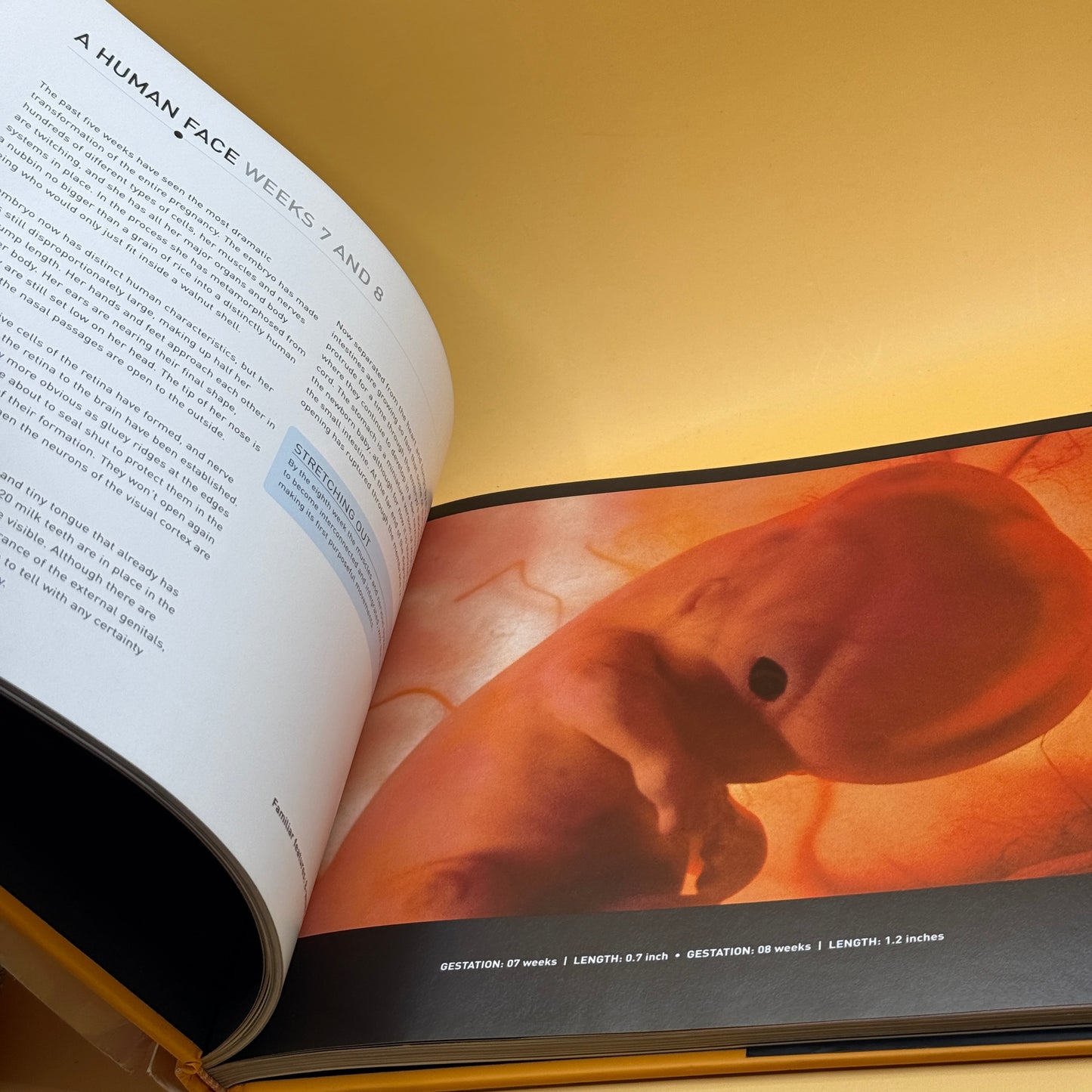 In the Womb by Peter Tallack