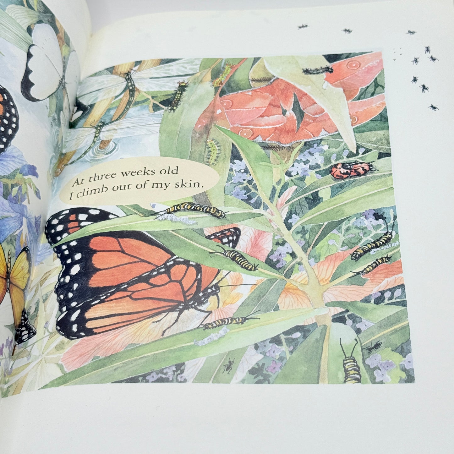 What will I be? by David Drew and Veronica Oborn