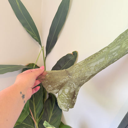 PrettyLittleThing Olive Green Satin & Lace Bodycon Dress - Size 4