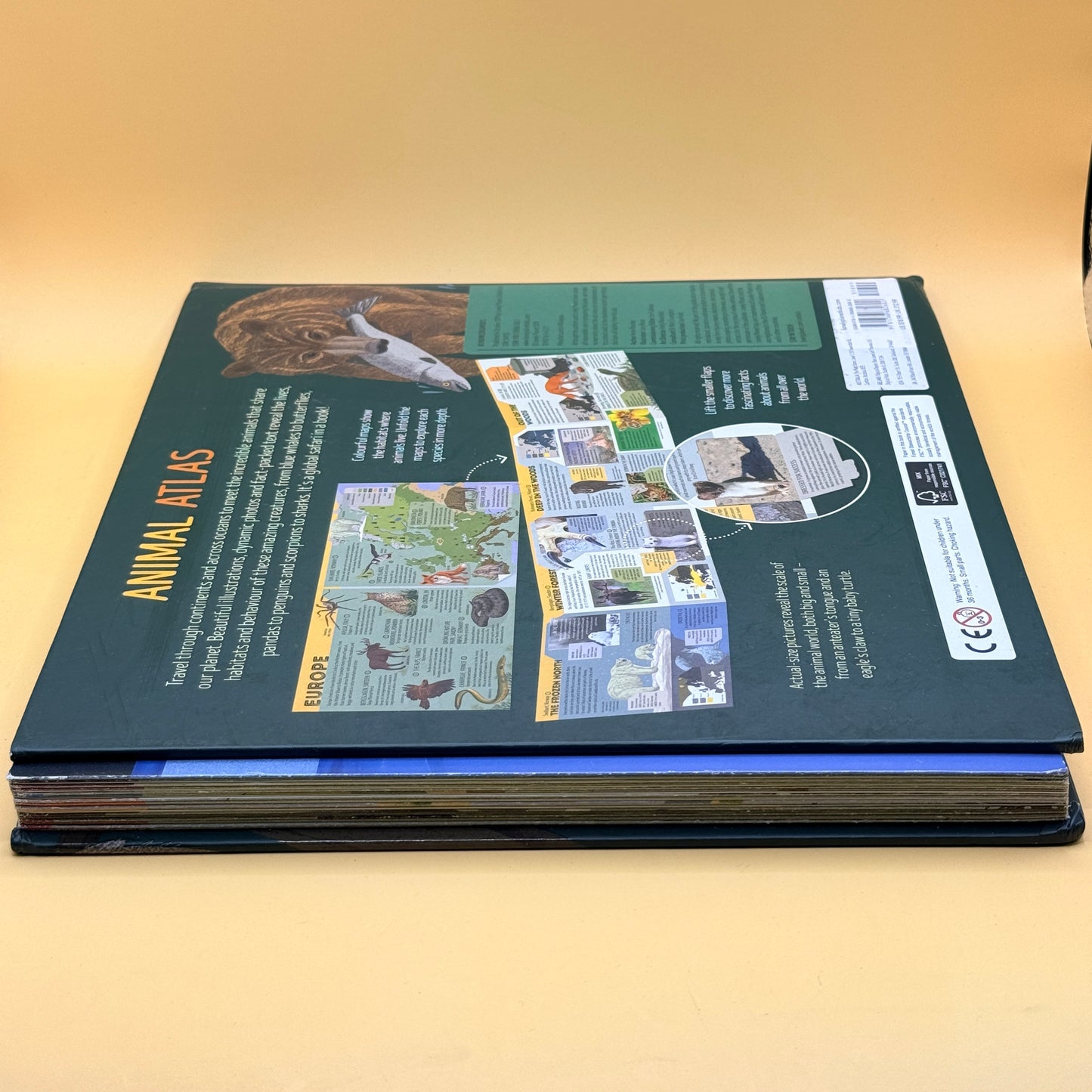 Animal Atlas by Anne Rooney and Lucy Rose