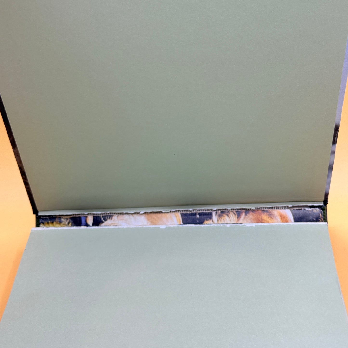 The A to Z of Wildlife Watching by Lonely Planet