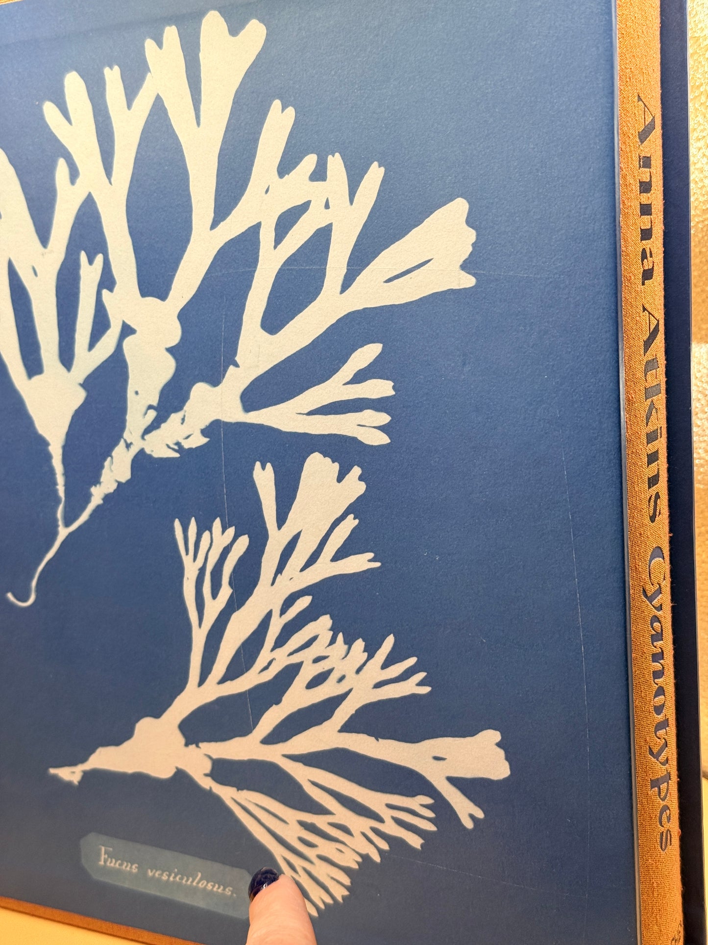 Anna Atkins Cyanotypes by Peter Walther