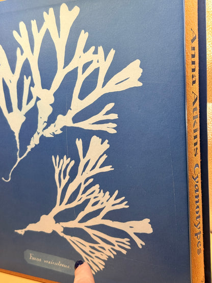 Anna Atkins Cyanotypes by Peter Walther