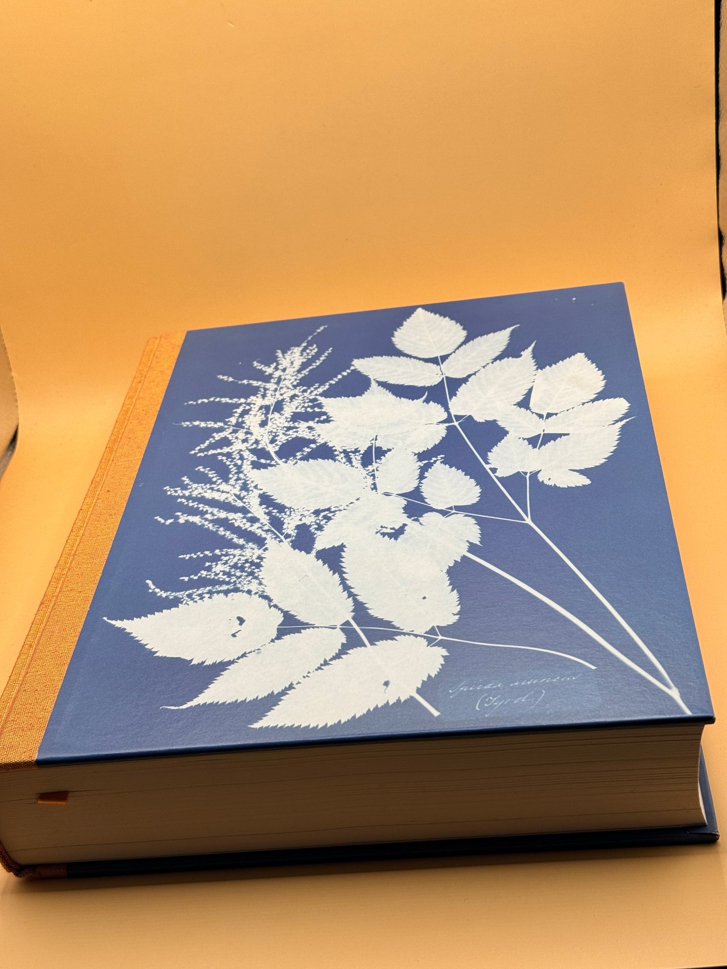 Anna Atkins Cyanotypes by Peter Walther