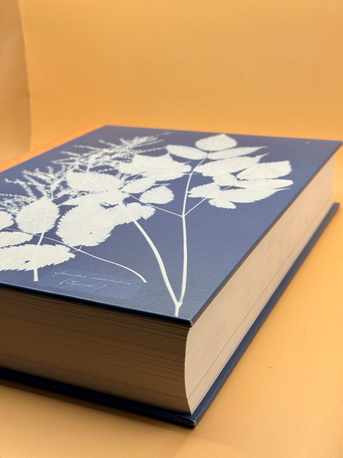 Anna Atkins Cyanotypes by Peter Walther