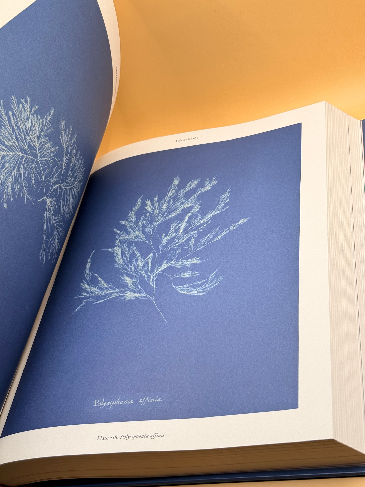 Anna Atkins Cyanotypes by Peter Walther