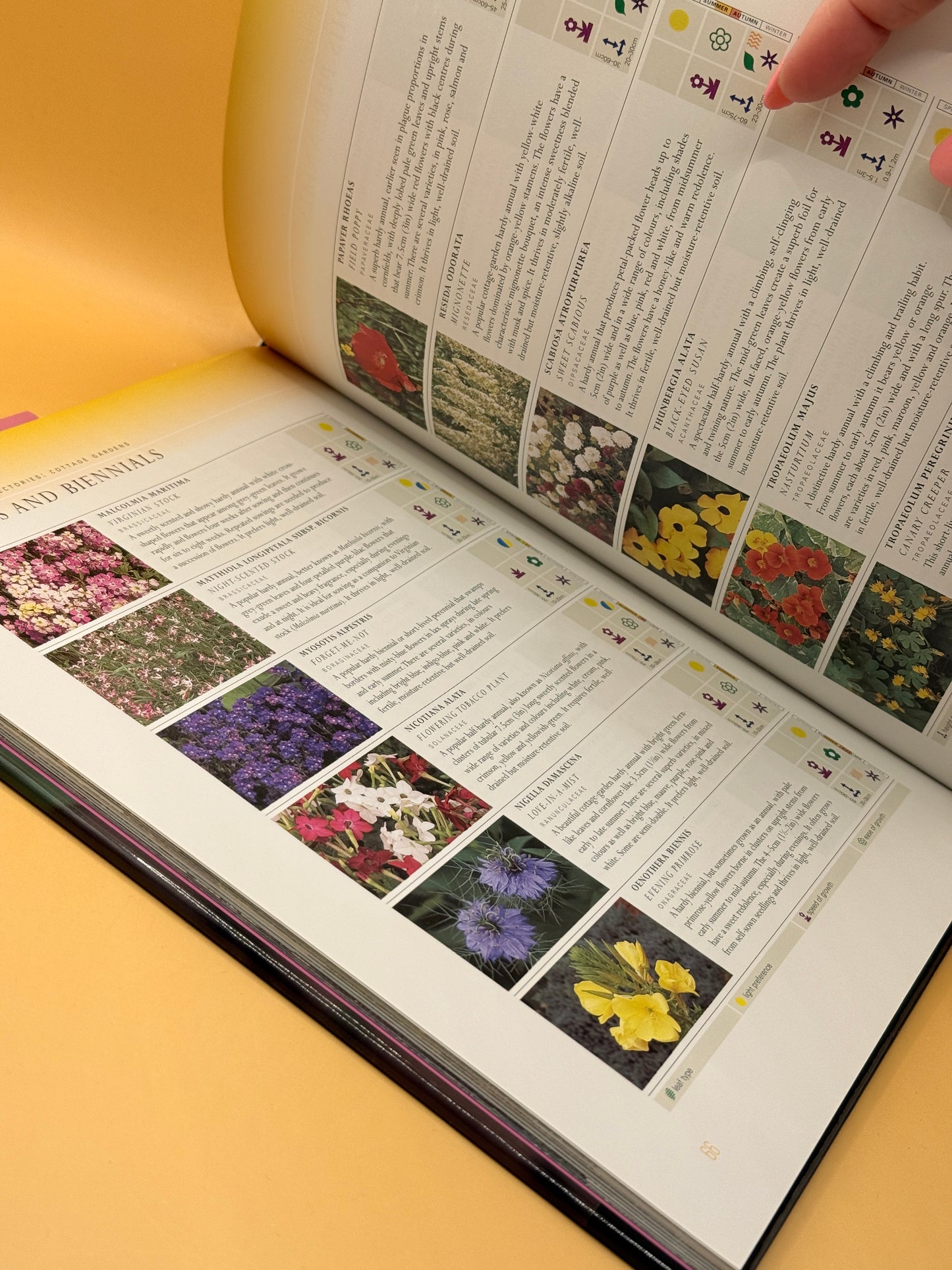 Cottage Gardens by David Squire