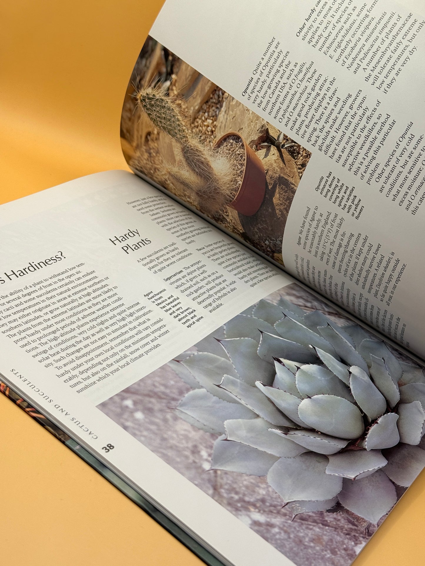 Cactus and Succulents by Tony and Suzanne Mace
