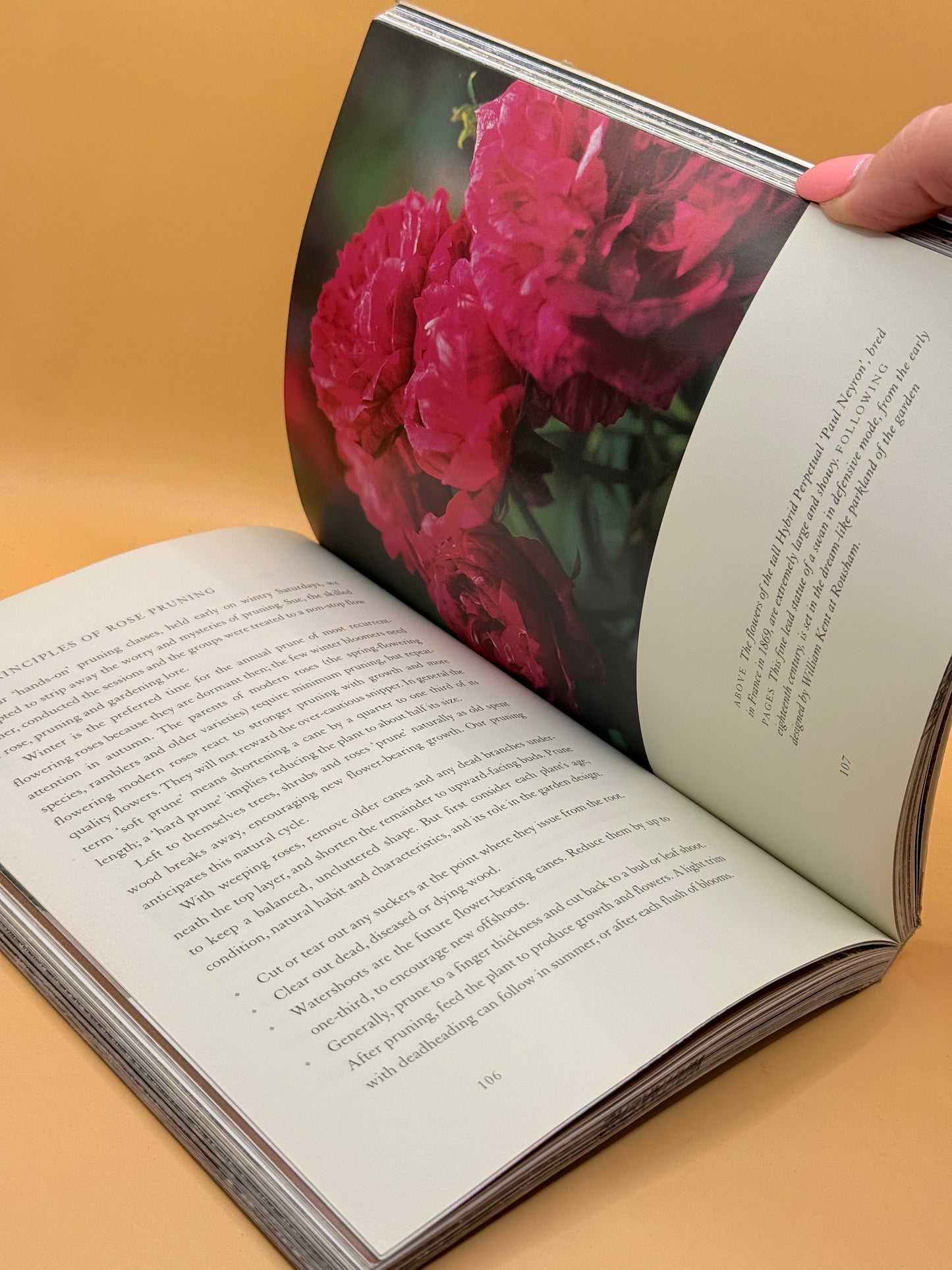 Through the Rose Arbour by Rosemary Houseman