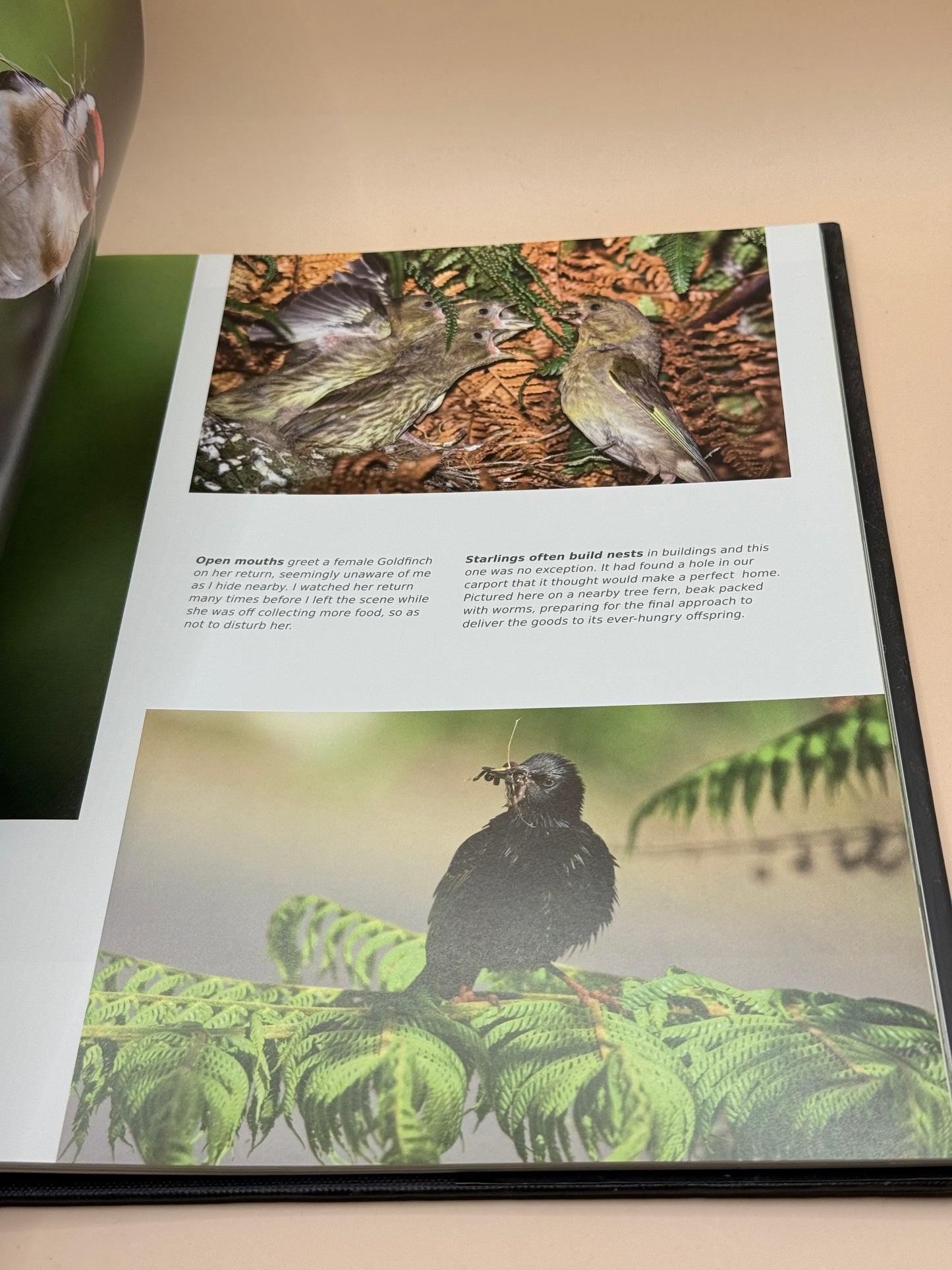 Visions of Nature: New Zealand's Wild in the West by Trevor Penfold