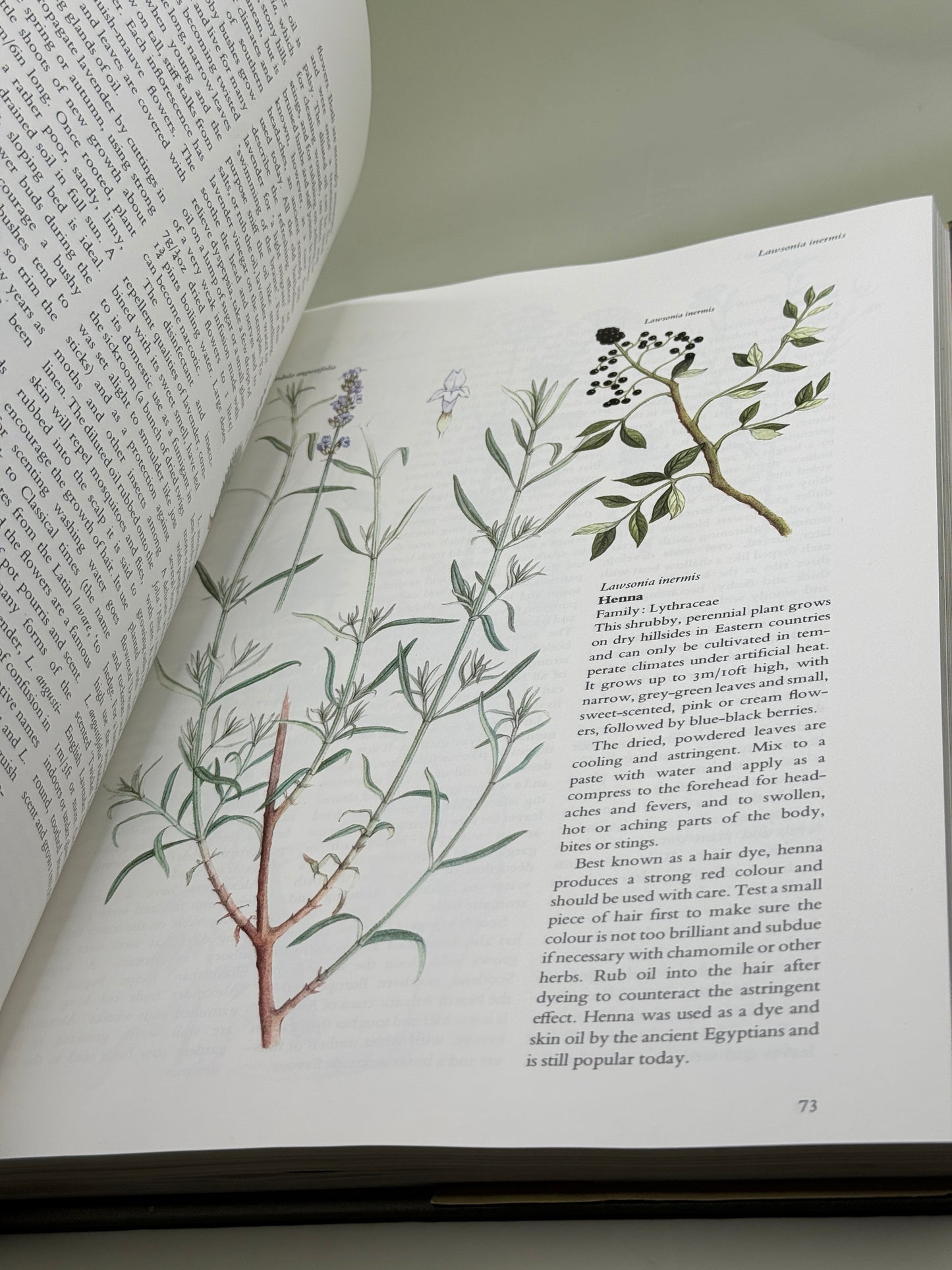 The Herb & Spice Book by Sarah Garland
