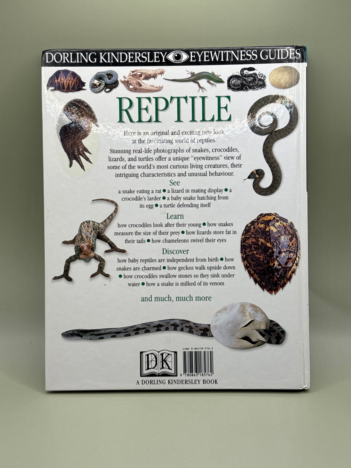 DK Eyewitness Guides: Reptile