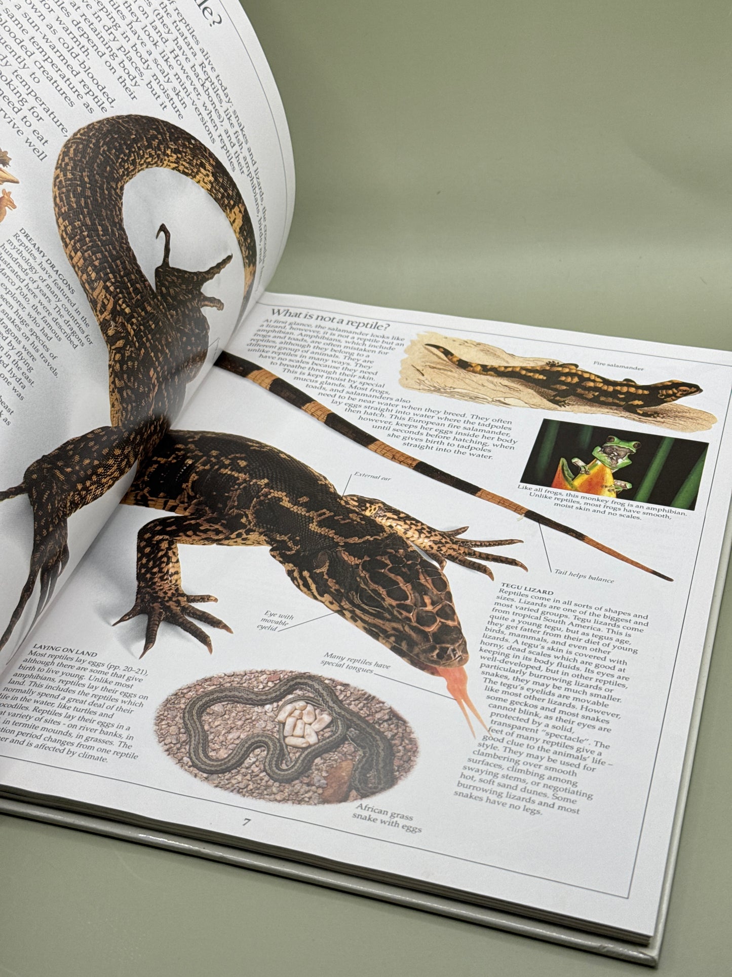 DK Eyewitness Guides: Reptile