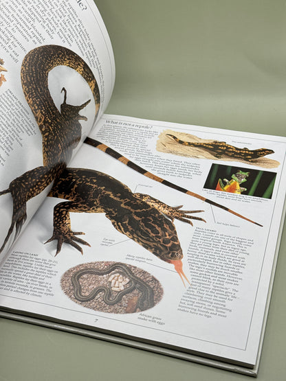 DK Eyewitness Guides: Reptile