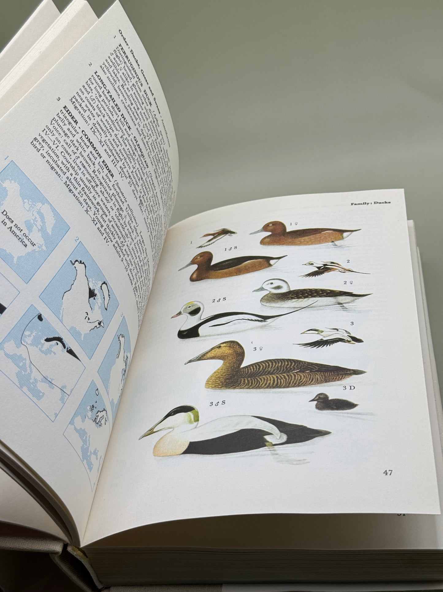 A Field Guide in Colour to Birds by Peter Hayman and Rob Hume