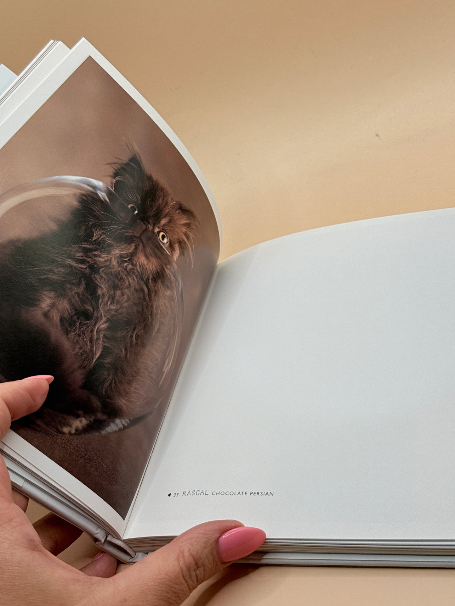 101 Cataclysms for the Love of Cats by Rachael Hale