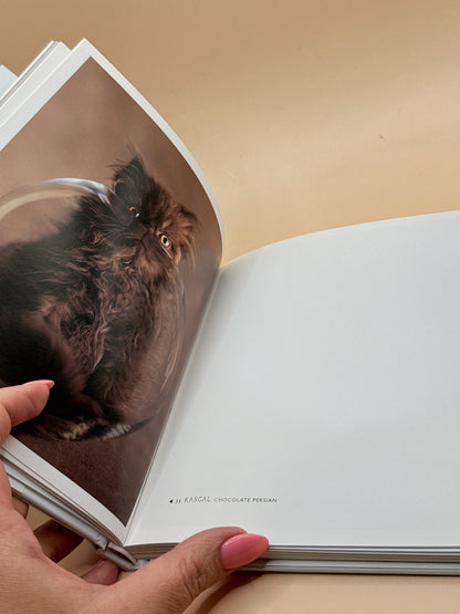 101 Cataclysms for the Love of Cats by Rachael Hale
