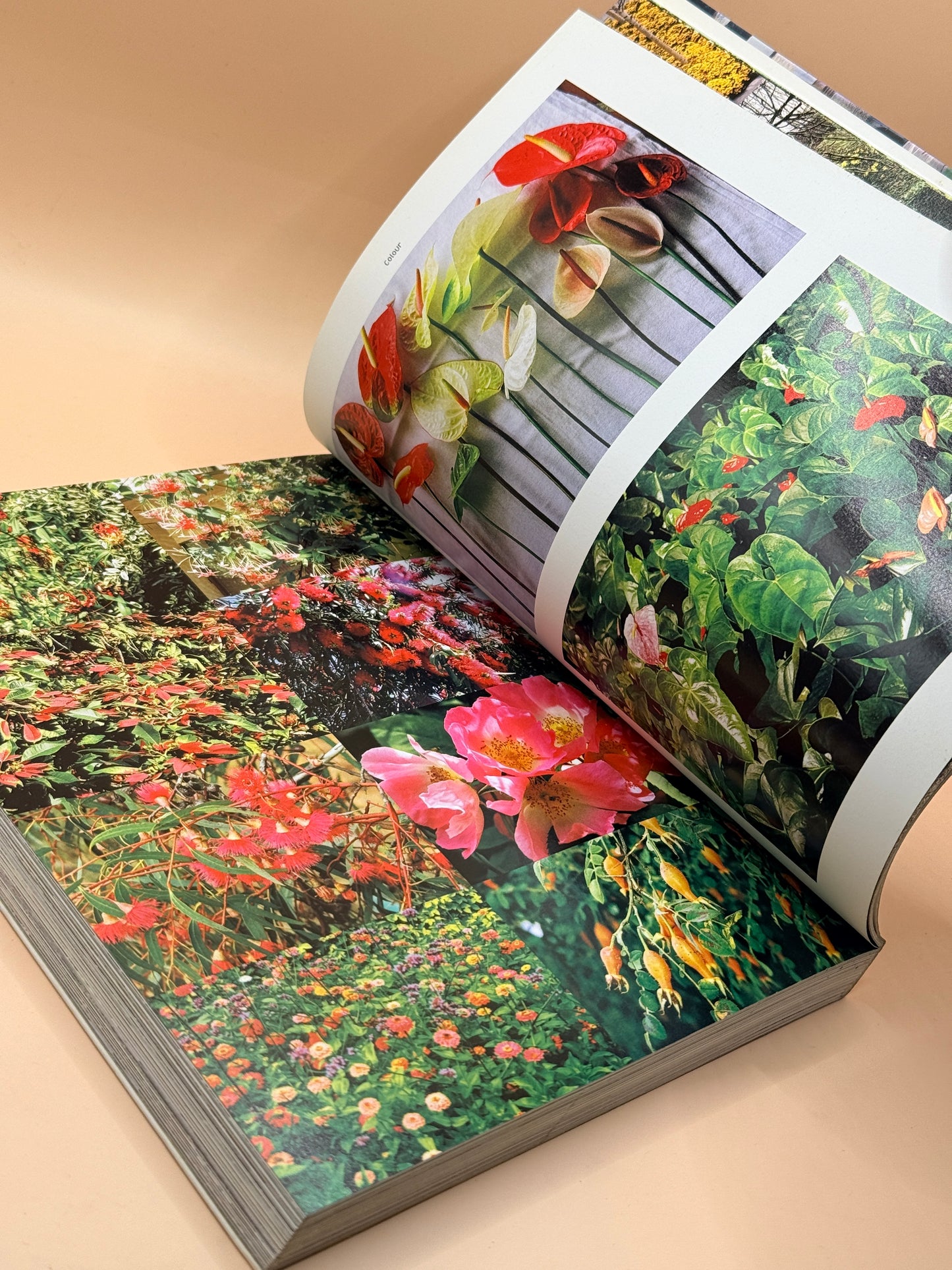 1000 Garden Ideas by Stafford Cliff