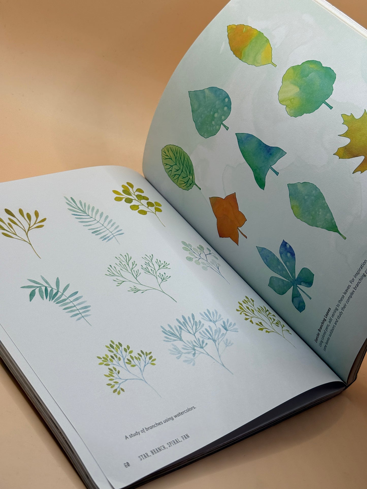 Star, Branch, Spiral, Fan by Yellena James