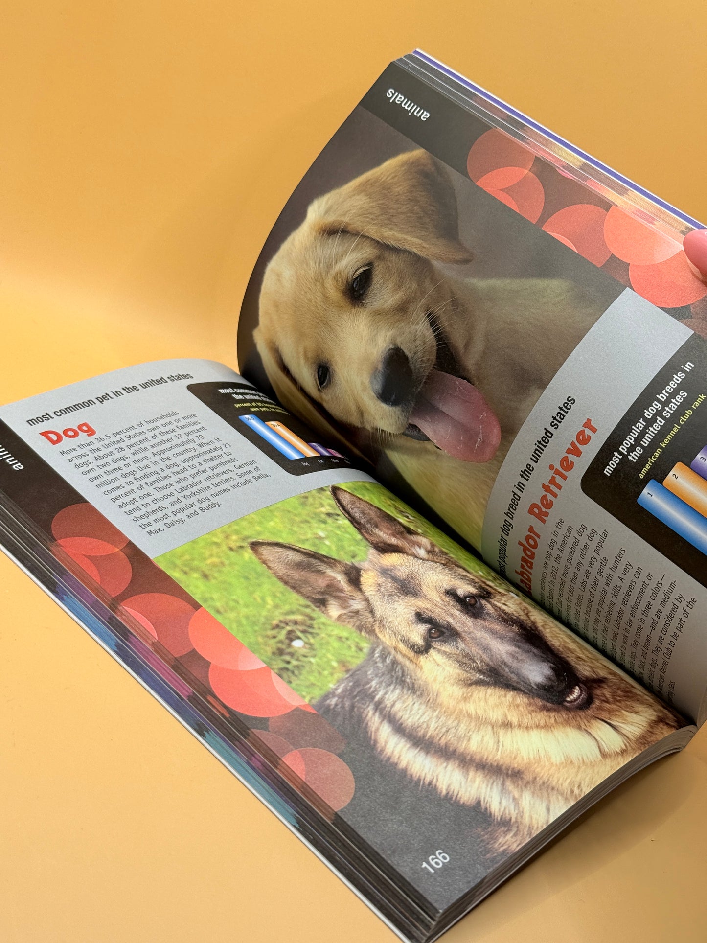 Scholastic Book of World Records 2014 by Jenifer Corr Morse