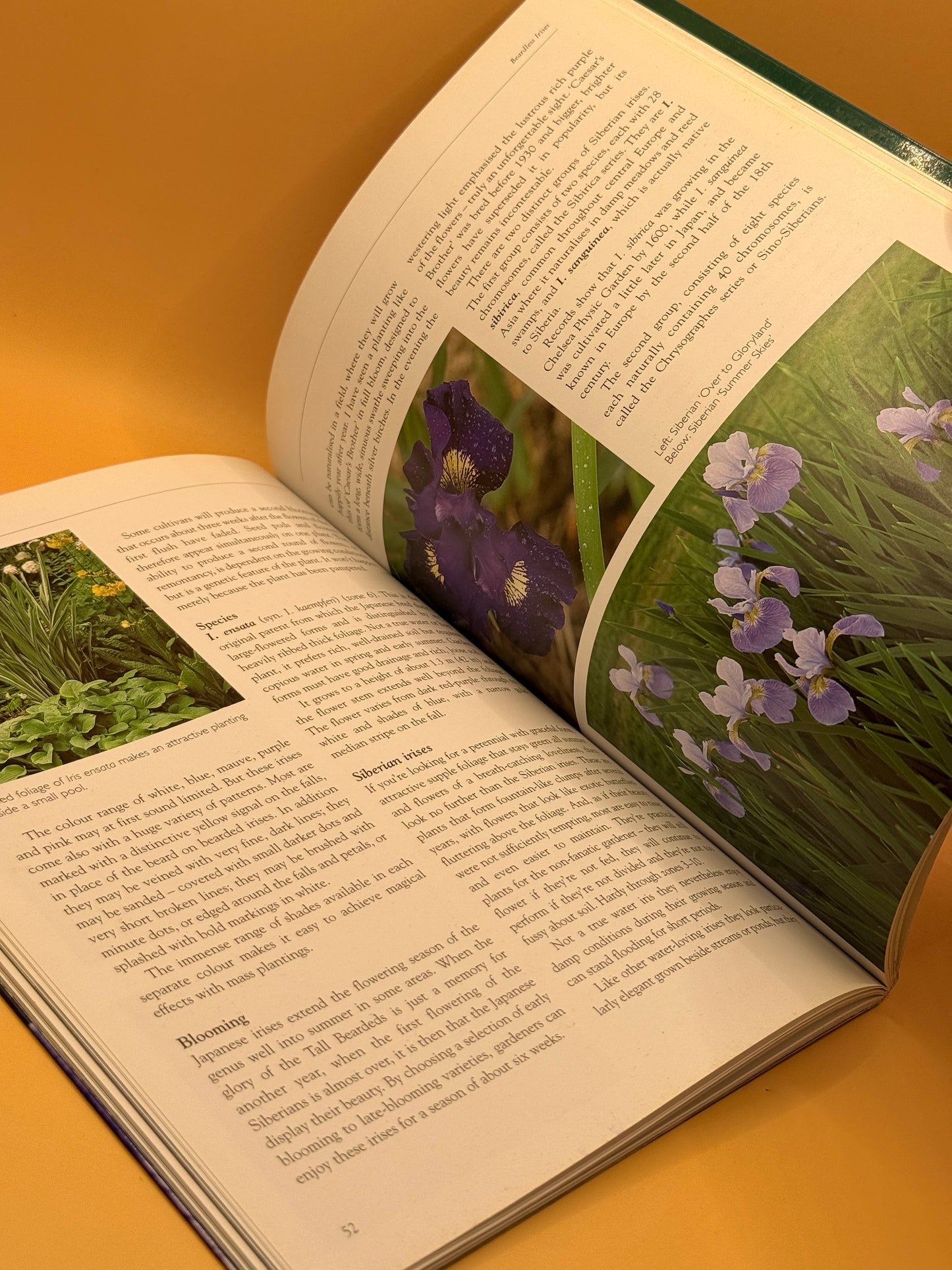 Irises: A New Zealand Gardener's Guide by Pamela McGeorge and Alison Nicoll